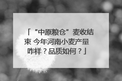 “中原粮仓”麦收结束 今年河南小麦产量咋样？品质如何？