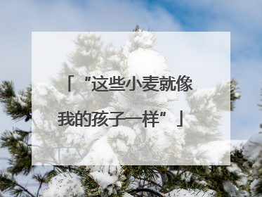 “这些小麦就像我的孩子一样”