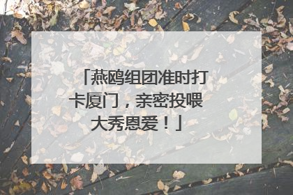 燕鸥组团准时打卡厦门，亲密投喂大秀恩爱！