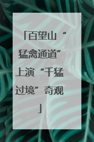 百望山“猛禽通道”上演“千猛过境”奇观