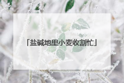 盐碱地里小麦收割忙