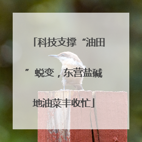 科技支撑“油田”蜕变，东营盐碱地油菜丰收忙
