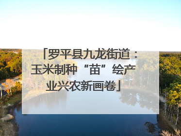 罗平县九龙街道：玉米制种“苗”绘产业兴农新画卷