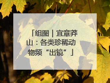组图｜宜章莽山：各类珍稀动物频“出镜”