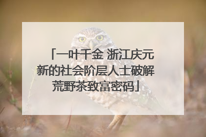 一叶千金 浙江庆元新的社会阶层人士破解荒野茶致富密码