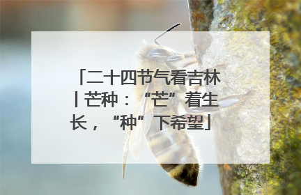二十四节气看吉林丨芒种：“芒”着生长，“种”下希望