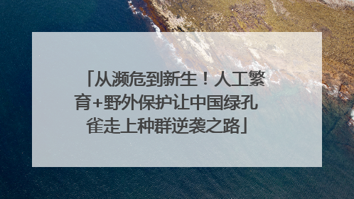 从濒危到新生！人工繁育+野外保护让中国绿孔雀走上种群逆袭之路