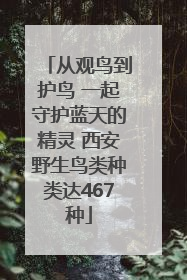 从观鸟到护鸟 一起守护蓝天的精灵 西安野生鸟类种类达467种