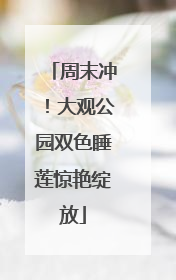 周末冲！大观公园双色睡莲惊艳绽放