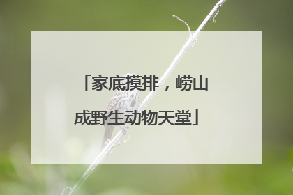 家底摸排，崂山成野生动物天堂