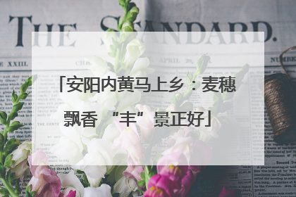 安阳内黄马上乡：麦穗飘香 “丰”景正好