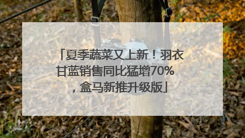 夏季蔬菜又上新！羽衣甘蓝销售同比猛增70%，盒马新推升级版