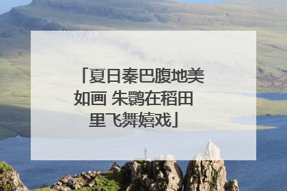 夏日秦巴腹地美如画 朱鹮在稻田里飞舞嬉戏