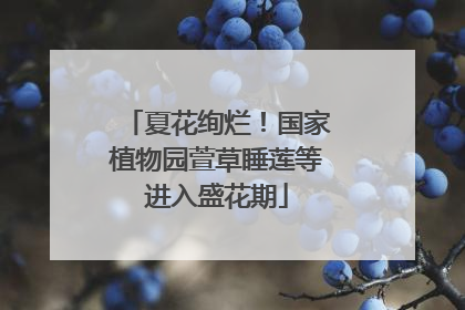 夏花绚烂！国家植物园萱草睡莲等进入盛花期