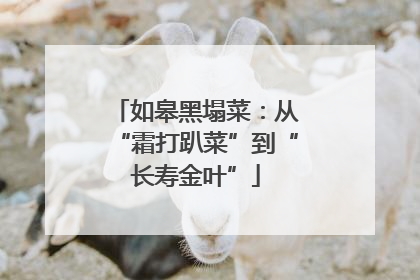 如皋黑塌菜：从“霜打趴菜”到“长寿金叶”
