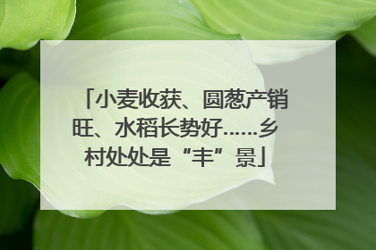 小麦收获、圆葱产销旺、水稻长势好……乡村处处是“丰”景