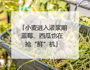 小麦进入灌浆期 蓝莓、西瓜也在抢“鲜”机