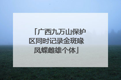 广西九万山保护区同时记录金斑喙凤蝶雌雄个体