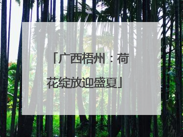 广西梧州：荷花绽放迎盛夏