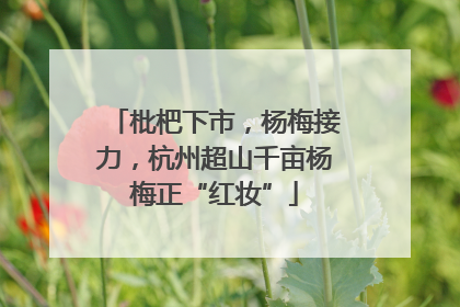 枇杷下市，杨梅接力，杭州超山千亩杨梅正“红妆”