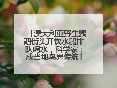 澳大利亚野生鹦鹉街头开饮水器排队喝水，科学家：成当地鸟界传统