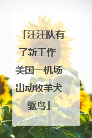 汪汪队有了新工作 美国一机场出动牧羊犬驱鸟