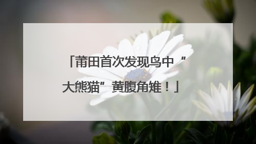 莆田首次发现鸟中“大熊猫”黄腹角雉！