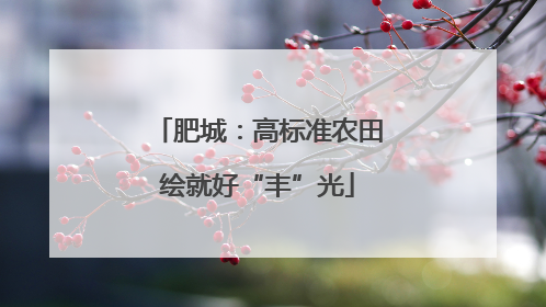 肥城：高标准农田绘就好“丰”光