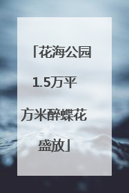 花海公园1.5万平方米醉蝶花盛放