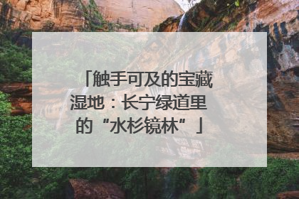 触手可及的宝藏湿地：长宁绿道里的“水杉镜林”