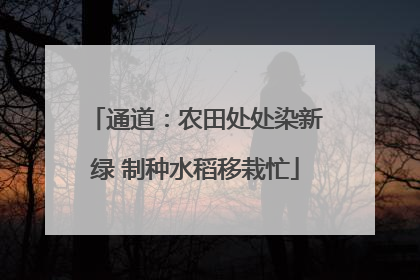 通道：农田处处染新绿 制种水稻移栽忙