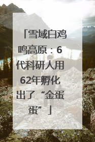 雪域白鸡鸣高原：6代科研人用62年孵化出了“金蛋蛋”