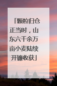 颗粒归仓正当时，山东六千余万亩小麦陆续开镰收获