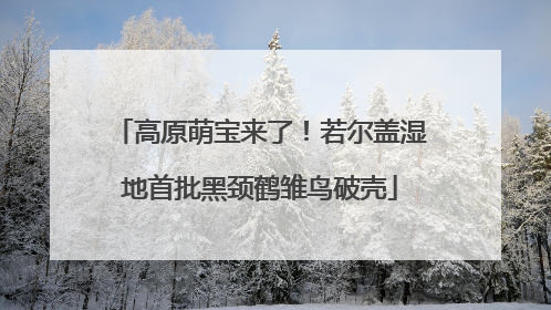 高原萌宝来了！若尔盖湿地首批黑颈鹤雏鸟破壳