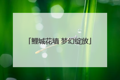 鲤城花墙 梦幻绽放