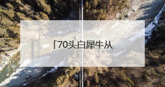 70头白犀牛从南非运抵卢旺达